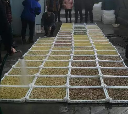 豆芽浸泡过程