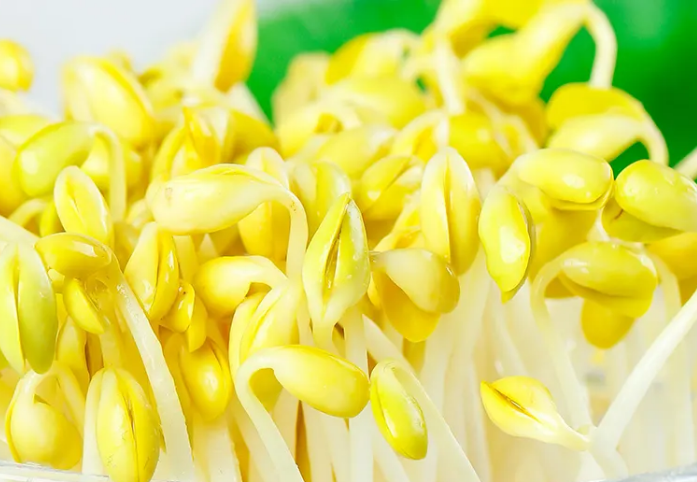 豆贵妃豆芽机