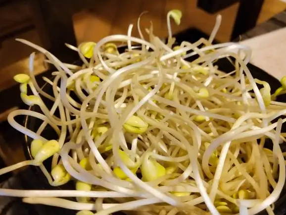 豆芽机豆贵妃