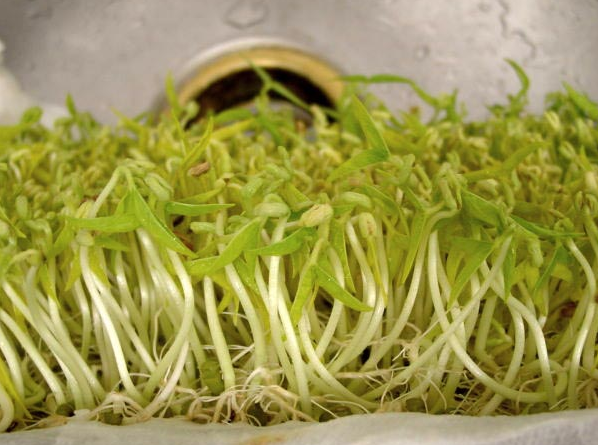 豆贵妃豆芽机怎么生产绿豆芽